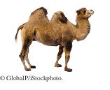 camel