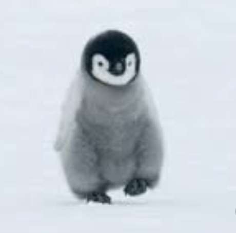 Baby Emperor Penguin